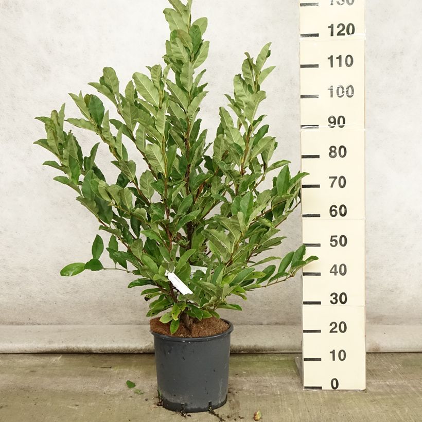 Esemplare di Magnolia stellata Vaso da 7,5L/10L consegnato in estate