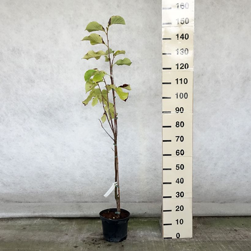 Esemplare di Magnolia Sunsation Vaso da 4L/5L consegnato in estate