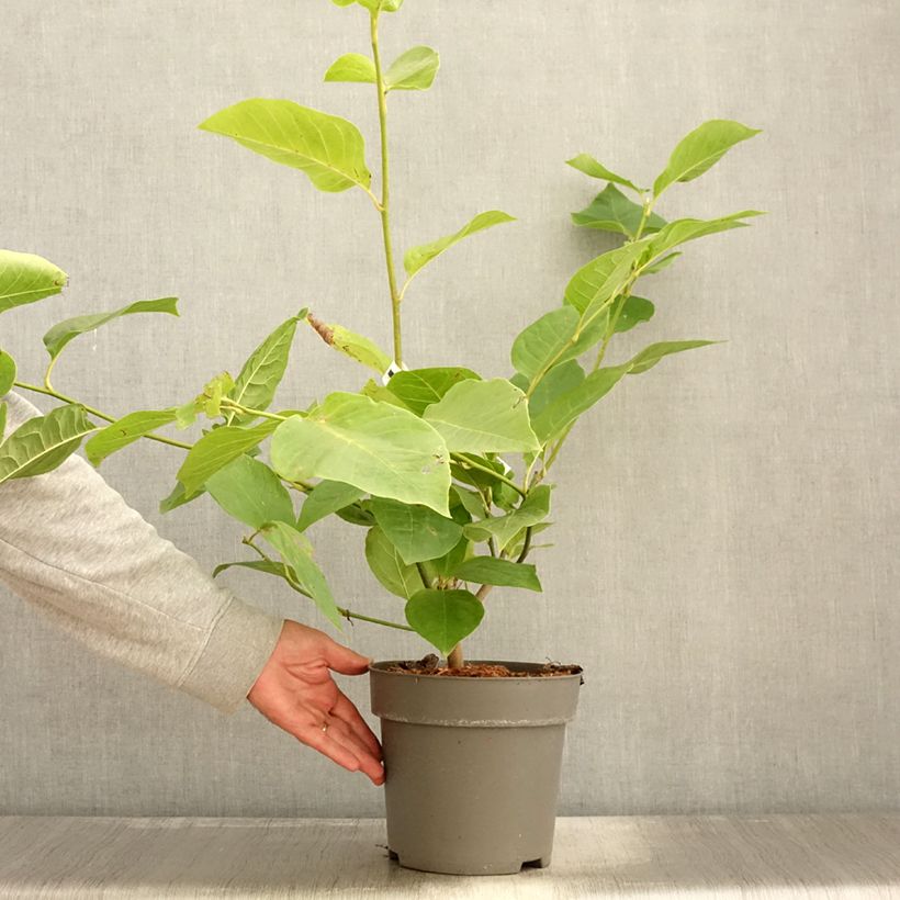 Esemplare di Magnolia soulangeana Cameo Vaso da 4L/5L come consegnato in autunno