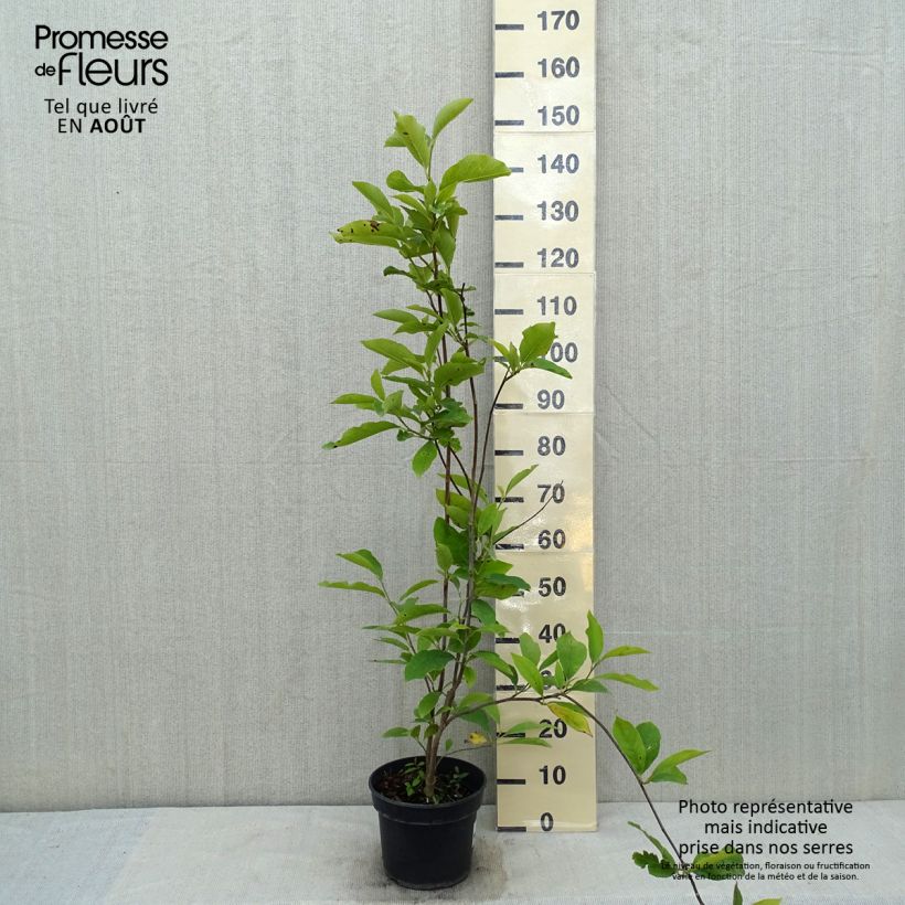 Esemplare di Magnolia soulangeana Lennei Vaso da 4L/5L consegnato in estate