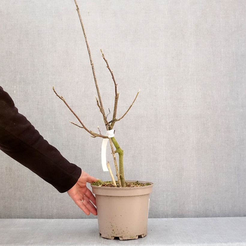 Magnolia soulangeana Picture Superba Vaso da 4L/5L esemplare consegnato in inverno