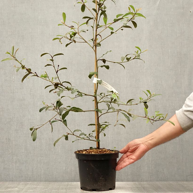Esemplare di Magnolia yunnanensis Vaso da 3L/4L consegnato in estate