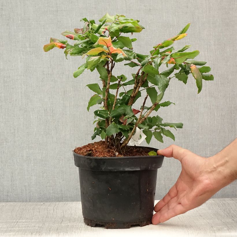 Esemplare di Mahonia aquifolium Vaso da 2L/3L consegnato in estate