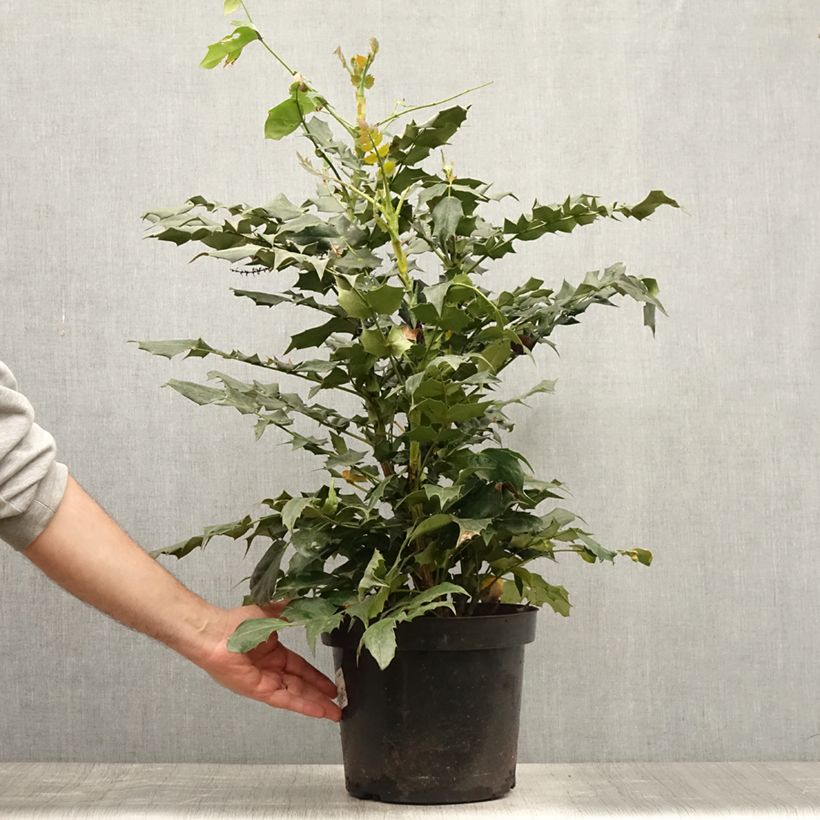Esemplare di Mahonia bealei - Crespino di Beale Vaso da 7,5L/10L consegnato in estate