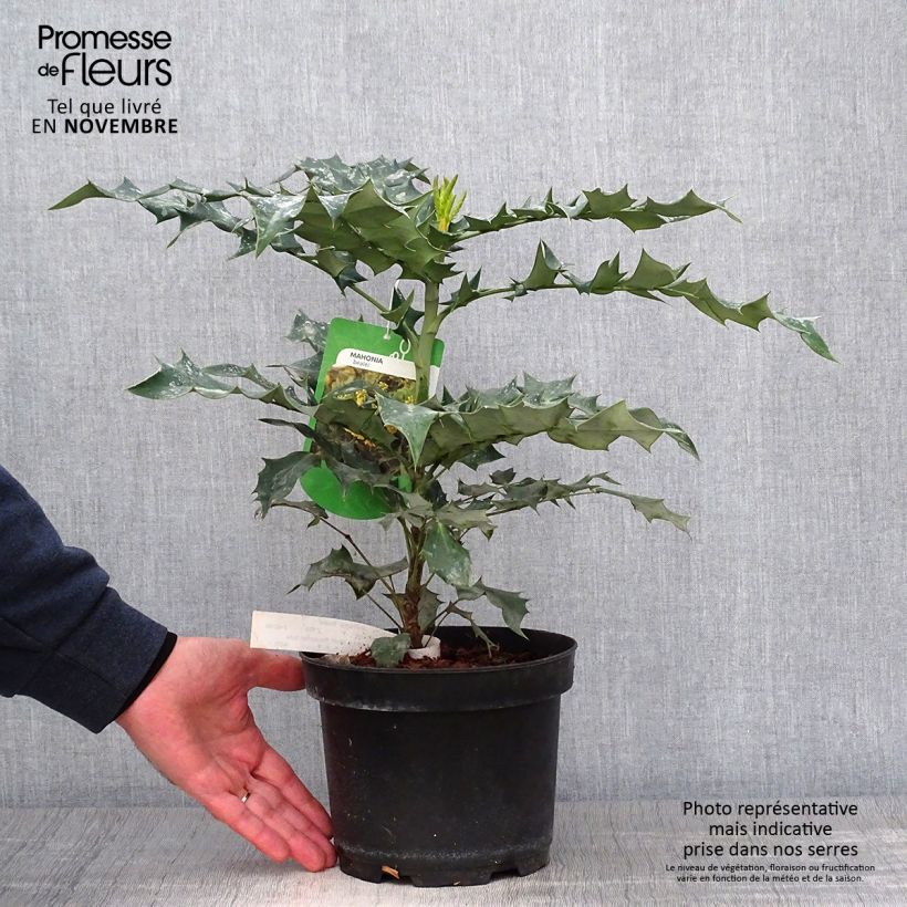 Esemplare di Mahonia bealei - Crespino di Beale Vaso da 3L/4L come consegnato in autunno