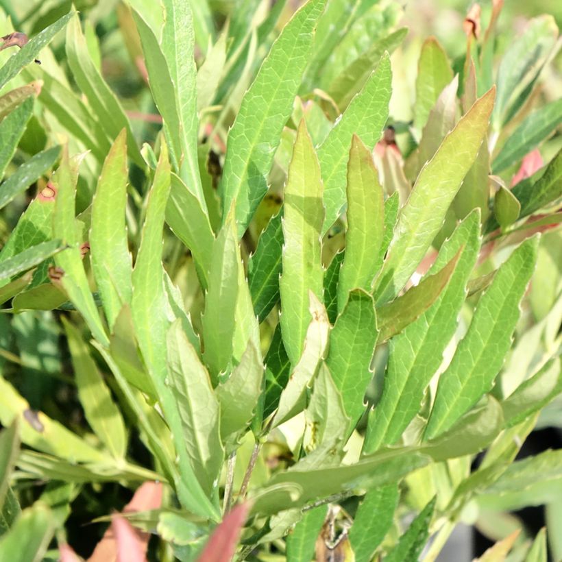Mahonia sinensis (Fogliame)