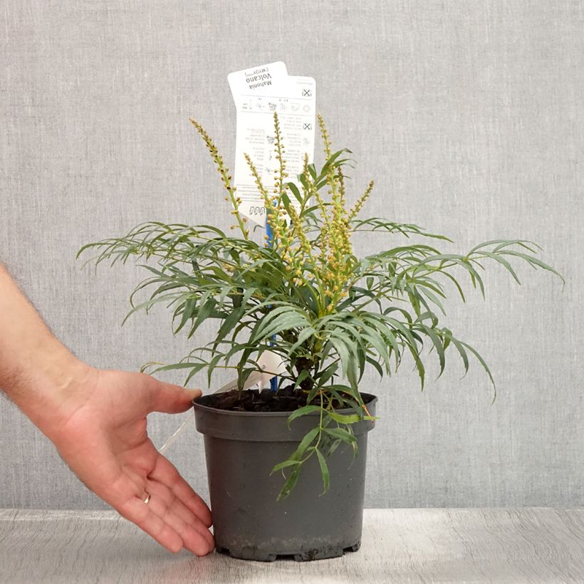 Esemplare di Mahonia eurybracteata Volcano Vaso da 2L/3L consegnato in estate