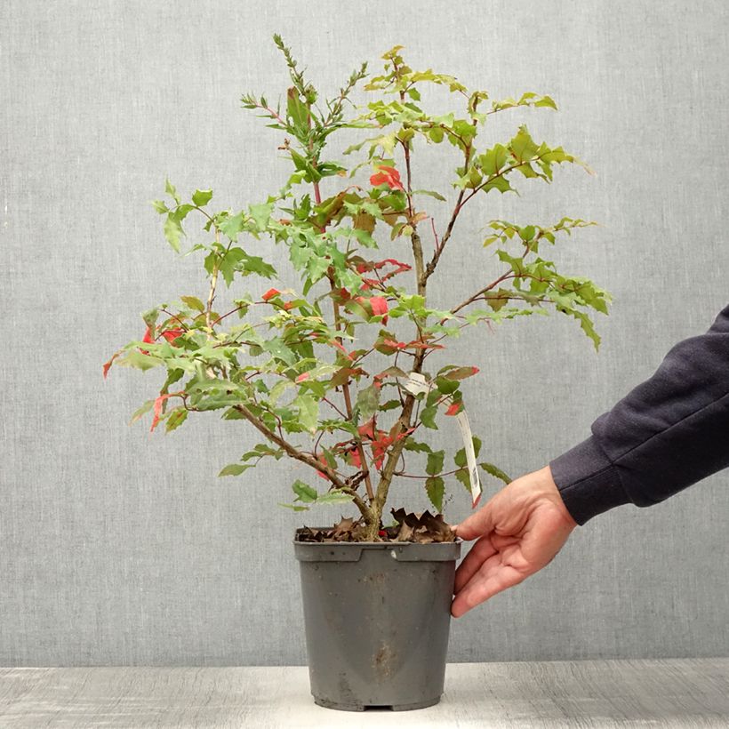 Esemplare di Mahonia wagneri Pinnacle Vaso da 4L/5L consegnato in estate