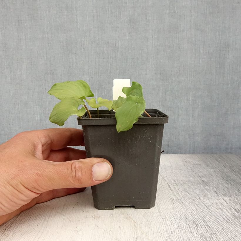 Esemplare di Maianthemum bifolium - Gramigna di Parnasso Vasetto da 8/9 cm consegnato in estate