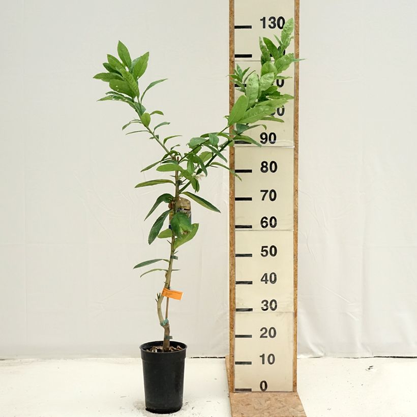 Esemplare di Citrus medica var. sarcodactylis - Cedro (agrume) Vaso da 3L/4L, Multifusto consegnato in estate