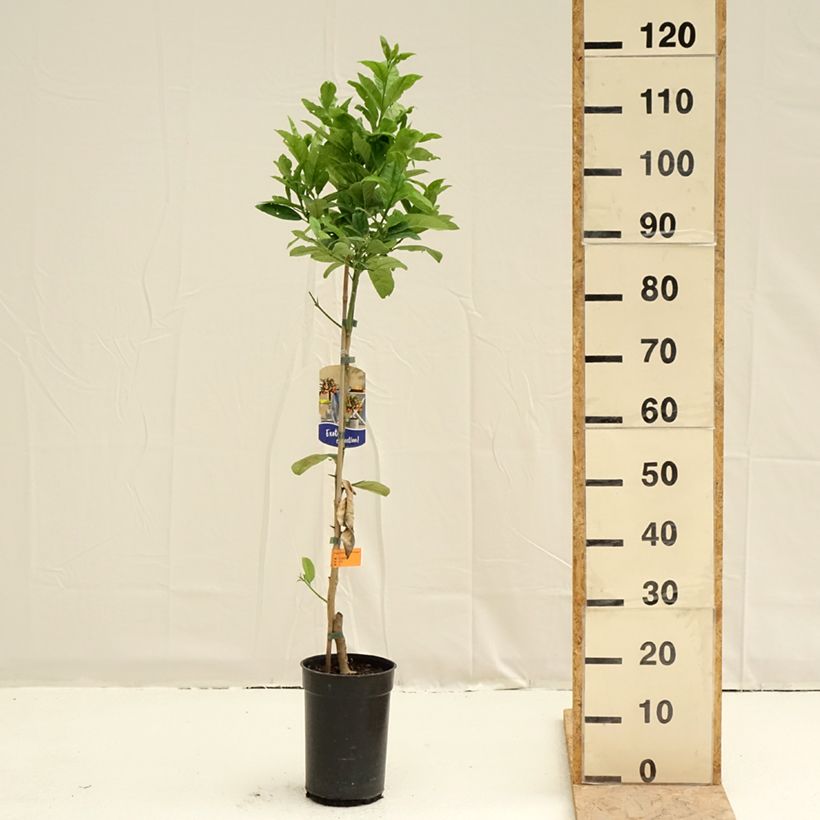 Citrus medica var. sarcodactylis - Cedro (agrume) Vaso da 3L/4L, Multifusto esemplare consegnato in primavera