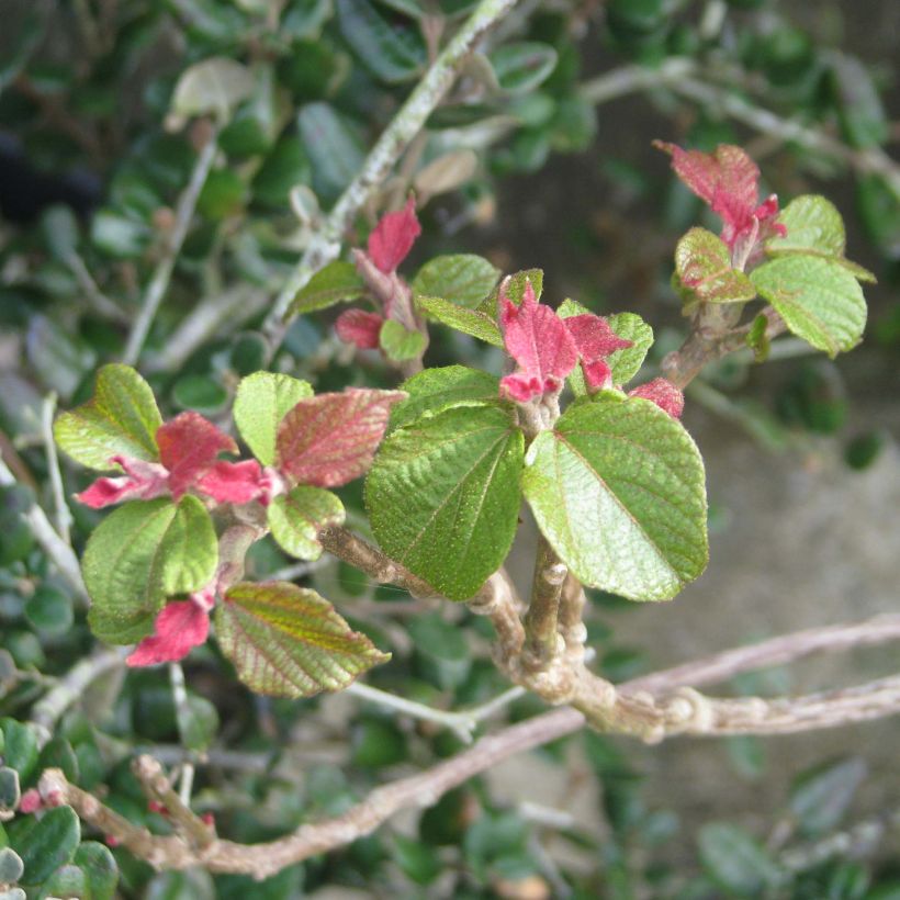 Mallotus japonicus (Fogliame)