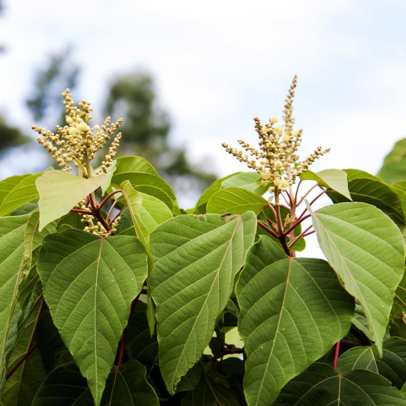 Mallotus japonicus (Fioritura)