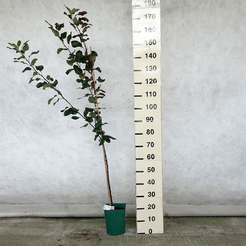 Esemplare di Malus transitoria Appletini Gulliver - Melo ornamentale Vaso da 4L/5L consegnato in estate