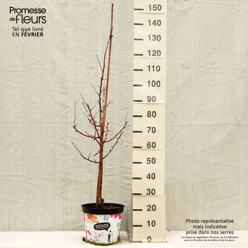 Malus Comtesse De Paris - Melo da fiore Vaso da 7,5L/10L esemplare consegnato in inverno