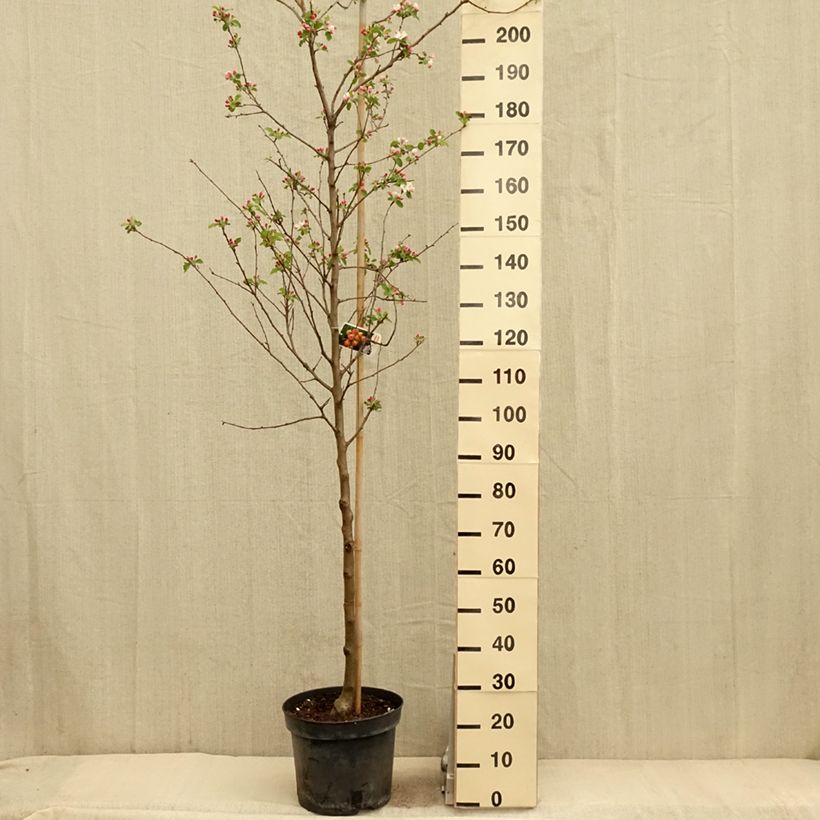 Malus robusta Yellow Siberian - Melo da fiore Vaso da 12L/15LAltezza consegnata circa 175/+cm esemplare consegnato in primavera