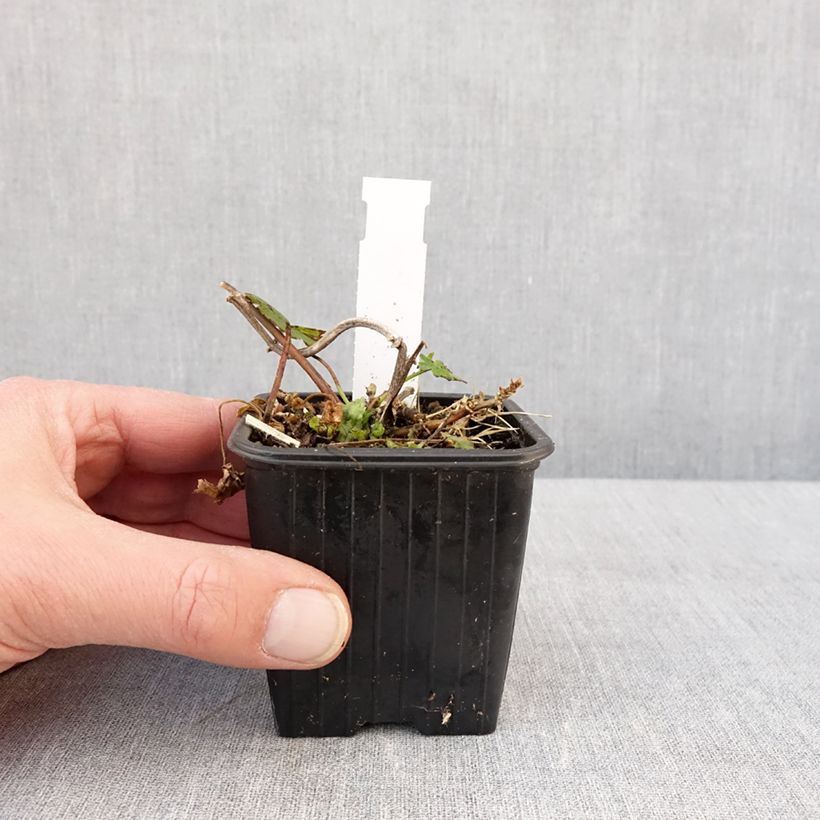 Malvastrum lateritium Vasetto da 8/9 cm esemplare consegnato in inverno