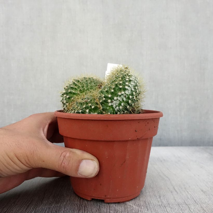 Esemplare di Mammillaria elongata Cristata Vaso da Ø 12 cm / 13 cm come consegnato in autunno