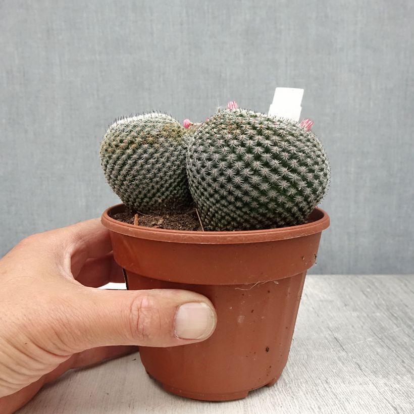 Esemplare di Mammillaria perbella Vaso da Ø 12 cm / 13 cm consegnato in estate