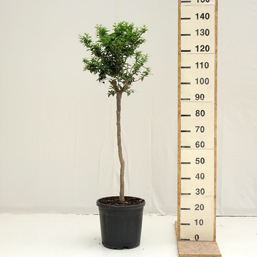 Citrus aurantium var. myrtifolia - Chinotto Vaso da 18L/20L, Vaso impalcato medio esemplare consegnato in primavera