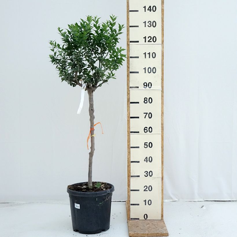 Esemplare di Citrus aurantium var. myrtifolia - Chinotto Vaso da 18L/20L, Vaso impalcato medio consegnato in estate