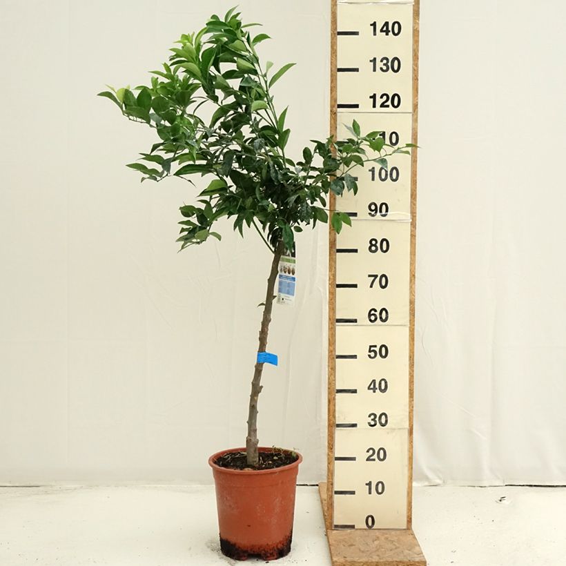 Esemplare di Citrus deliciosa - Mandarino Vaso da 7,5L/10L, Vaso impalcato medio consegnato in estate