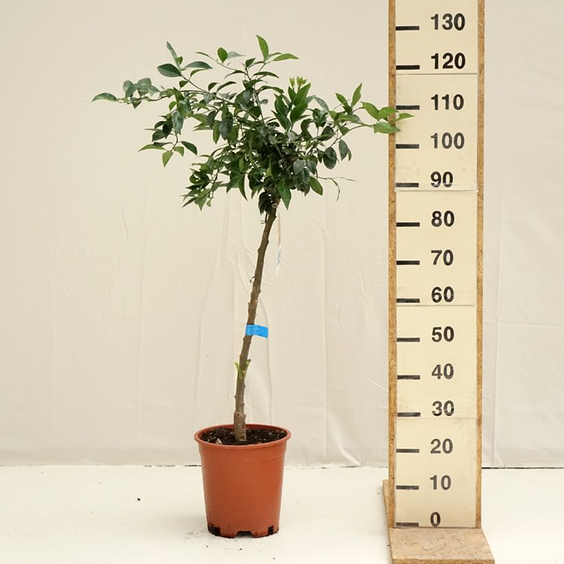 Citrus deliciosa - Mandarino Vaso da 7,5L/10L, Vaso impalcato medio esemplare consegnato in primavera