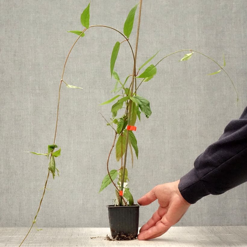 Esemplare di Mandevilla laxa - Gelsomino del Cile Vasetto da 8/9 cm consegnato in estate