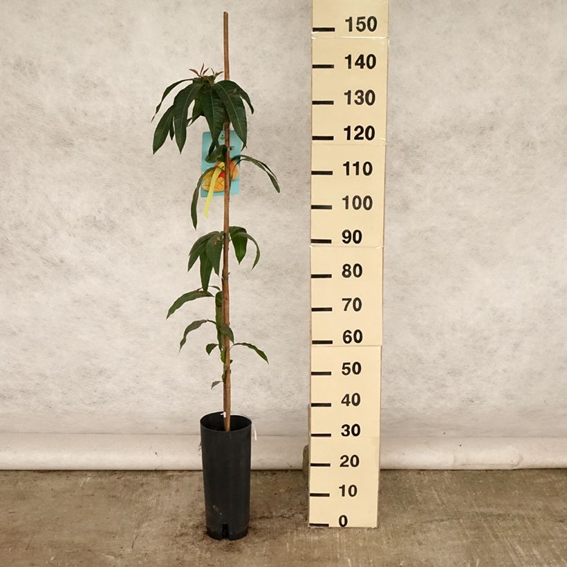 Esemplare di Mangifera indica - Mango Vaso da 6L/7L consegnato in estate