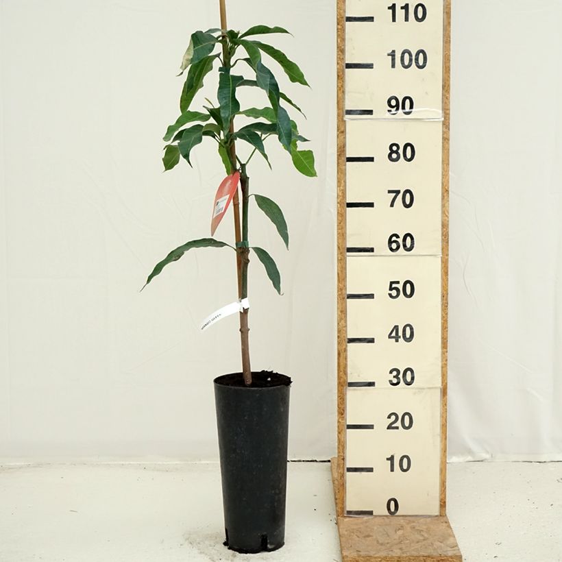 Esemplare di Mango Irwin - Mangifera indica Vaso da 6L/7L consegnato in estate