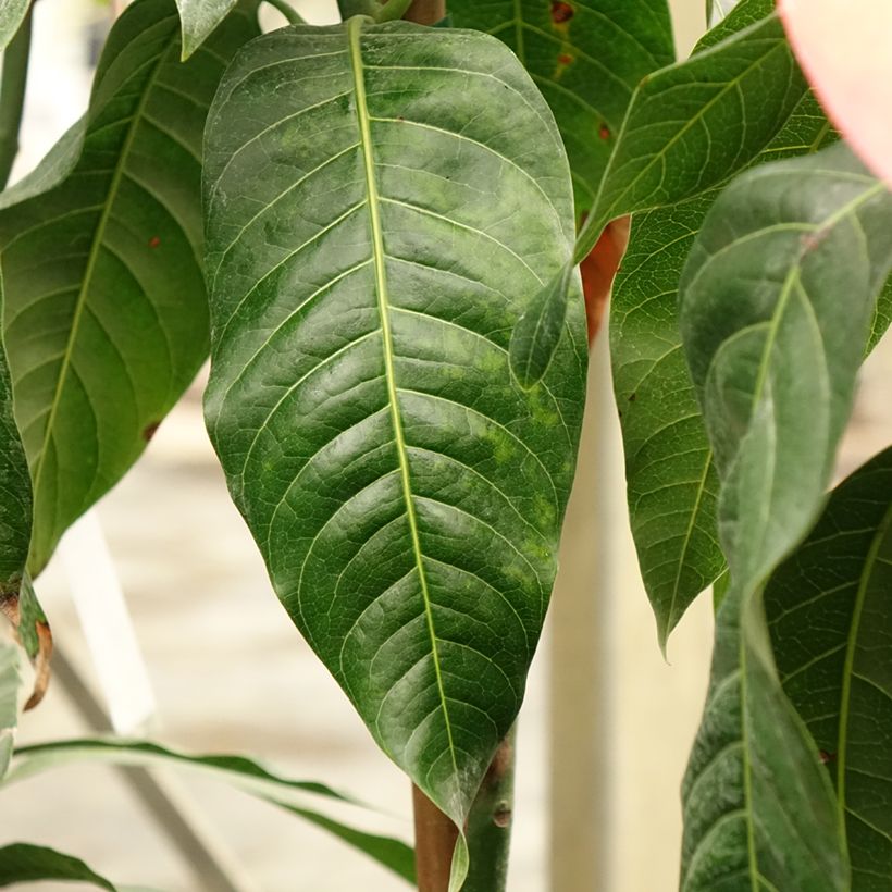 Mango Keitt - Mangifera indica (Fogliame)