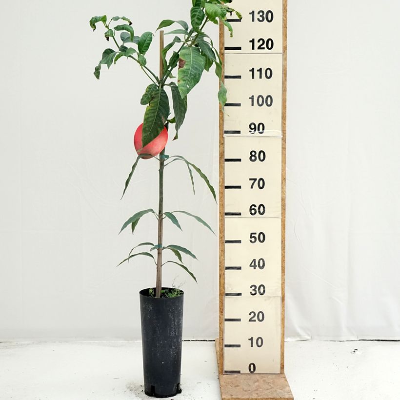 Esemplare di Mango Keitt - Mangifera indica Vaso da 6L/7L consegnato in estate