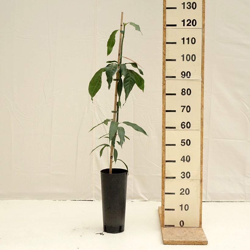 Mango Keitt - Mangifera indica Vaso da 6L/7L esemplare consegnato in primavera