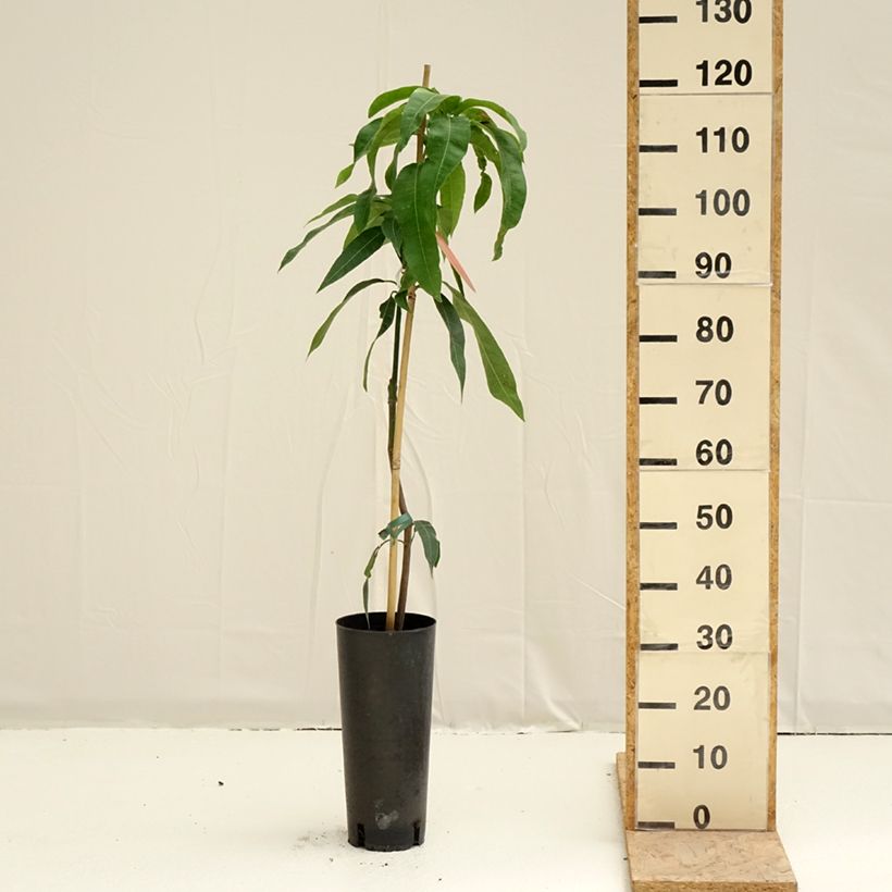 Mango Kent - Mangifera indica Vaso da 6L/7L esemplare consegnato in primavera