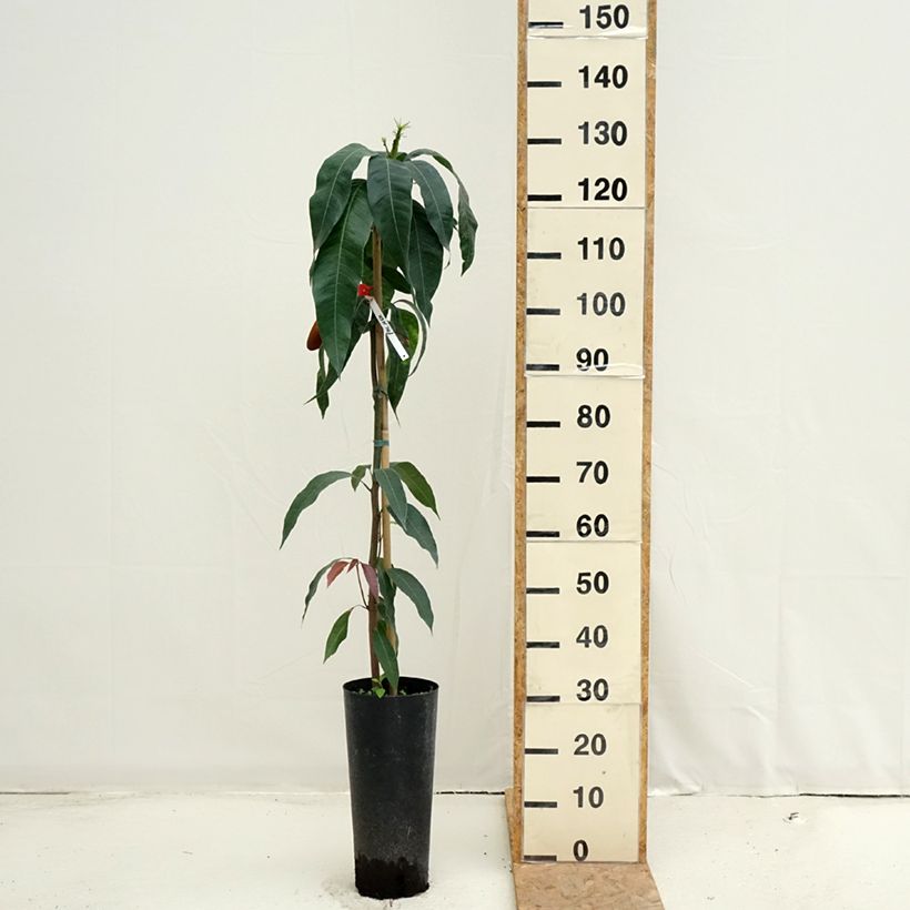 Esemplare di Mango Palmer - Mangifera indica Vaso da 6L/7L consegnato in estate