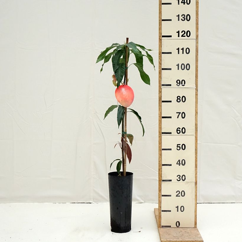 Mango Palmer - Mangifera indica Vaso da 6L/7L esemplare consegnato in primavera