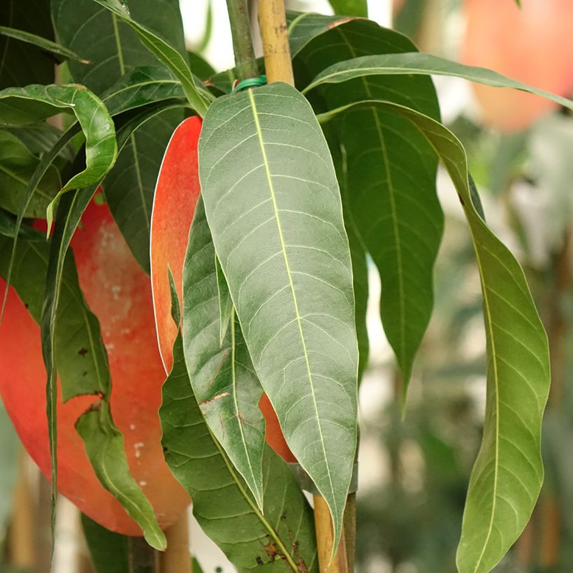 Mango Tommy Atkins - Mangifera indica (Fogliame)