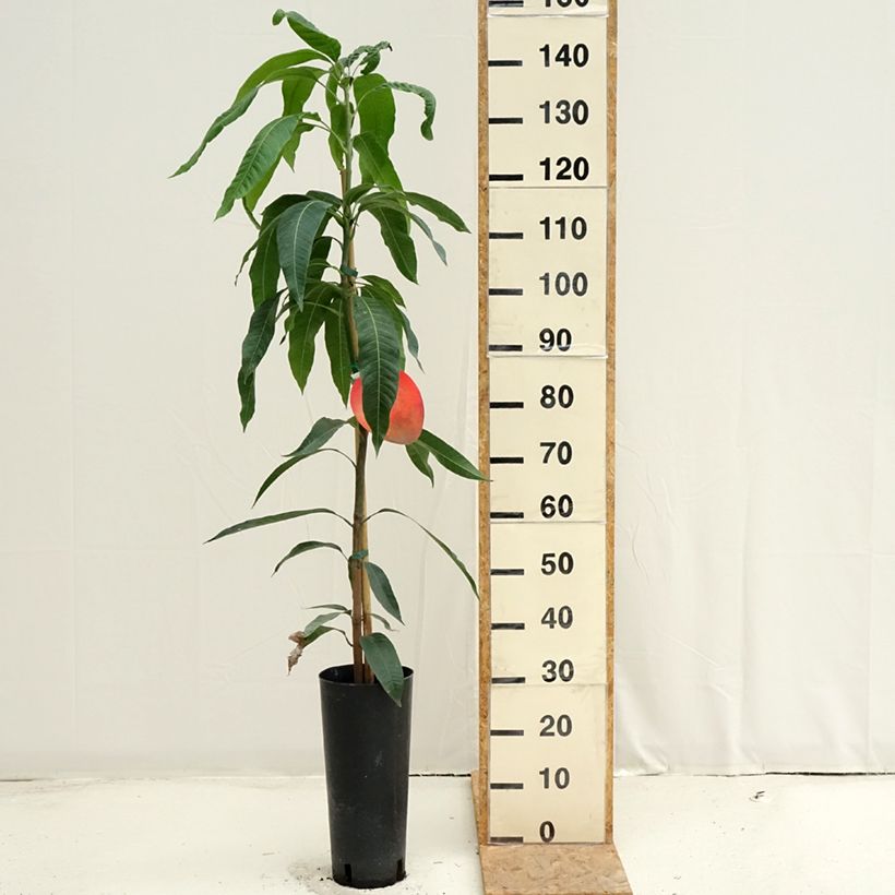 Esemplare di Mango Tommy Atkins - Mangifera indica Vaso da 6L/7L consegnato in estate