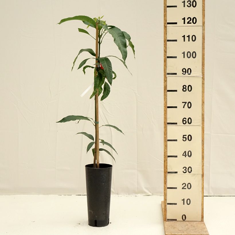 Mango Tommy Atkins - Mangifera indica Vaso da 6L/7L esemplare consegnato in primavera