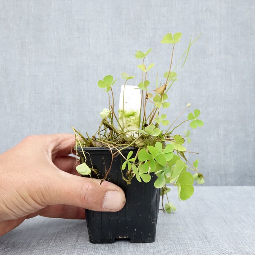 Esemplare di Marsilea quadrifolia - Trifoglio acquatico comune Vasetto da 8/9 cm consegnato in estate