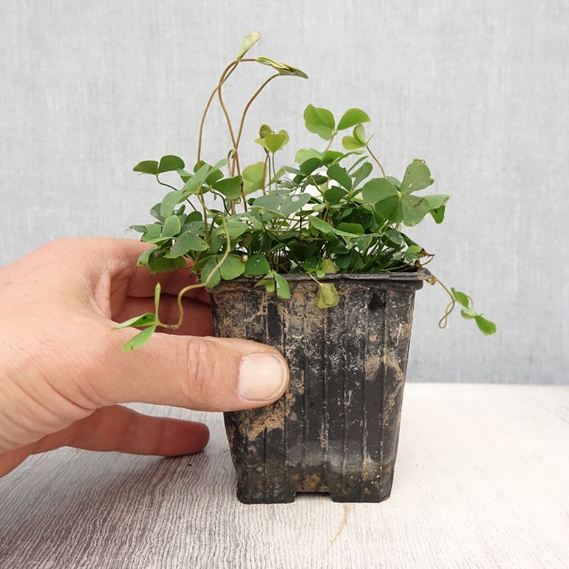 Marsilea quadrifolia - Trifoglio acquatico comune Vasetto da 8/9 cm esemplare consegnato in primavera