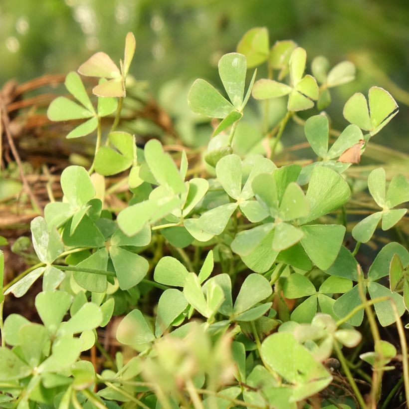 Marsilea quadrifolia - Trifoglio acquatico comune (Fogliame)