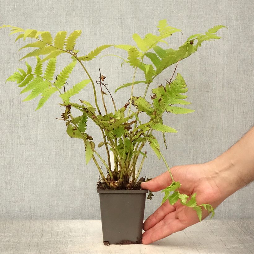 Esemplare di Matteuccia orientalis - Felce Penna di Struzzo Vasetto da 8/9 cm consegnato in estate