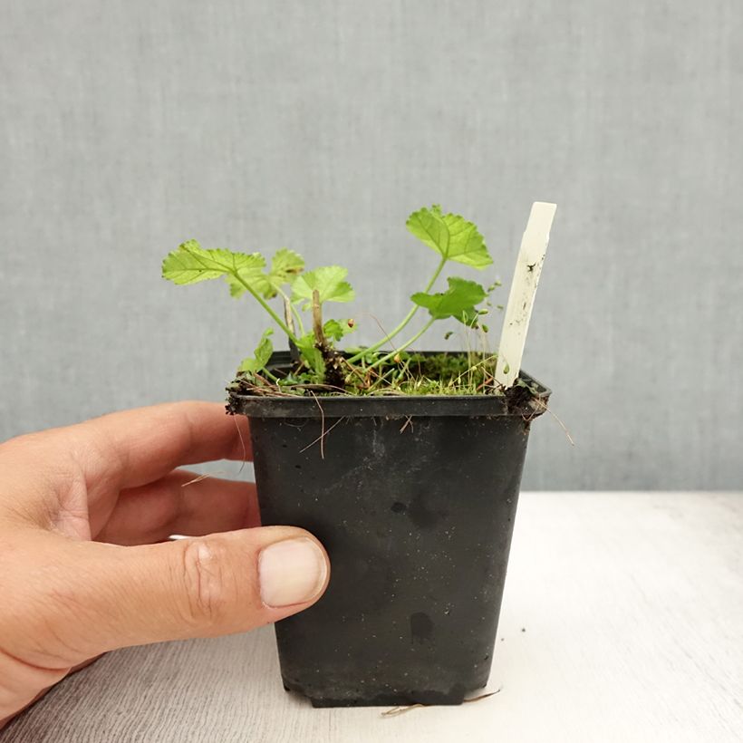 Esemplare di Malva moschata Alba - Malva muschiata Vasetto da 7/8 cm consegnato in estate