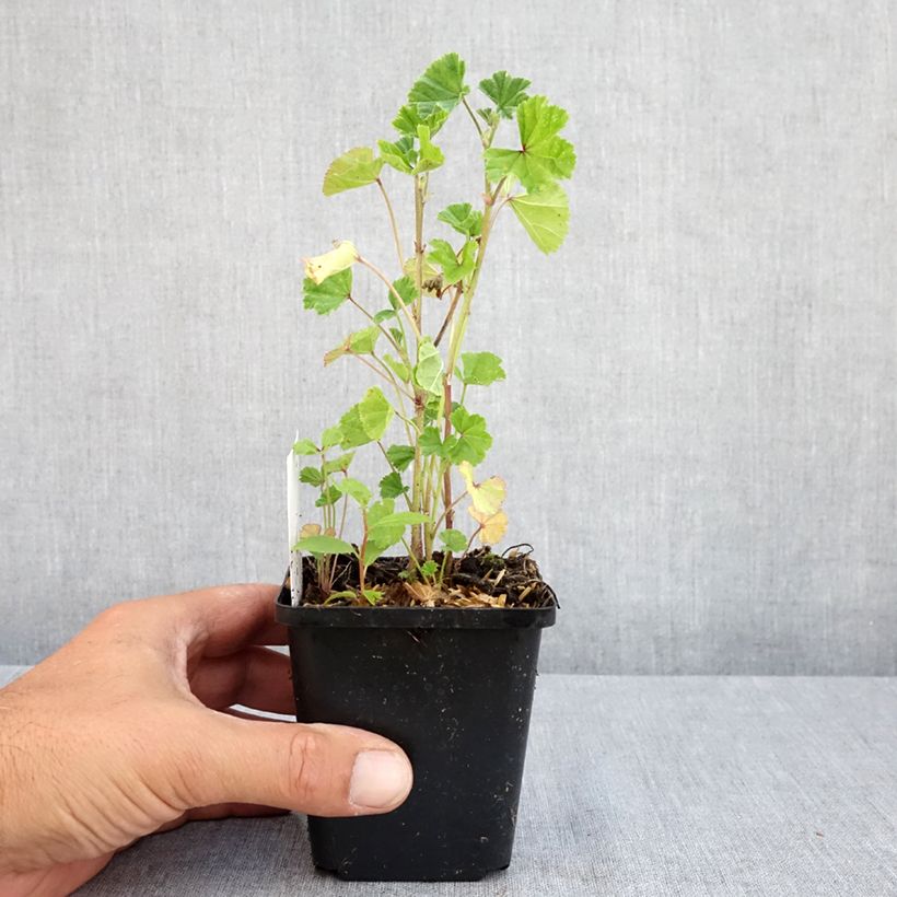 Esemplare di Malva sylvestris - Malva selvatica Vasetto da 7/8 cm consegnato in estate