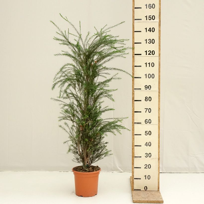 Melaleuca alternifolia - Albero del tè Vaso da 7,5L/10L esemplare consegnato in primavera