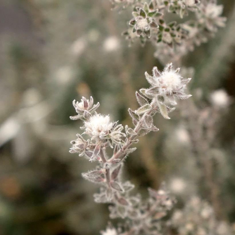 Melaleuca squamea (Fioritura)