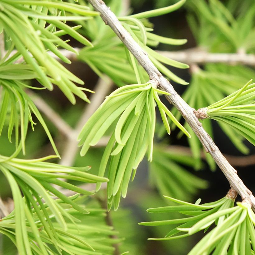 Pseudolarix amabilis - Pseudolarice (Fogliame)