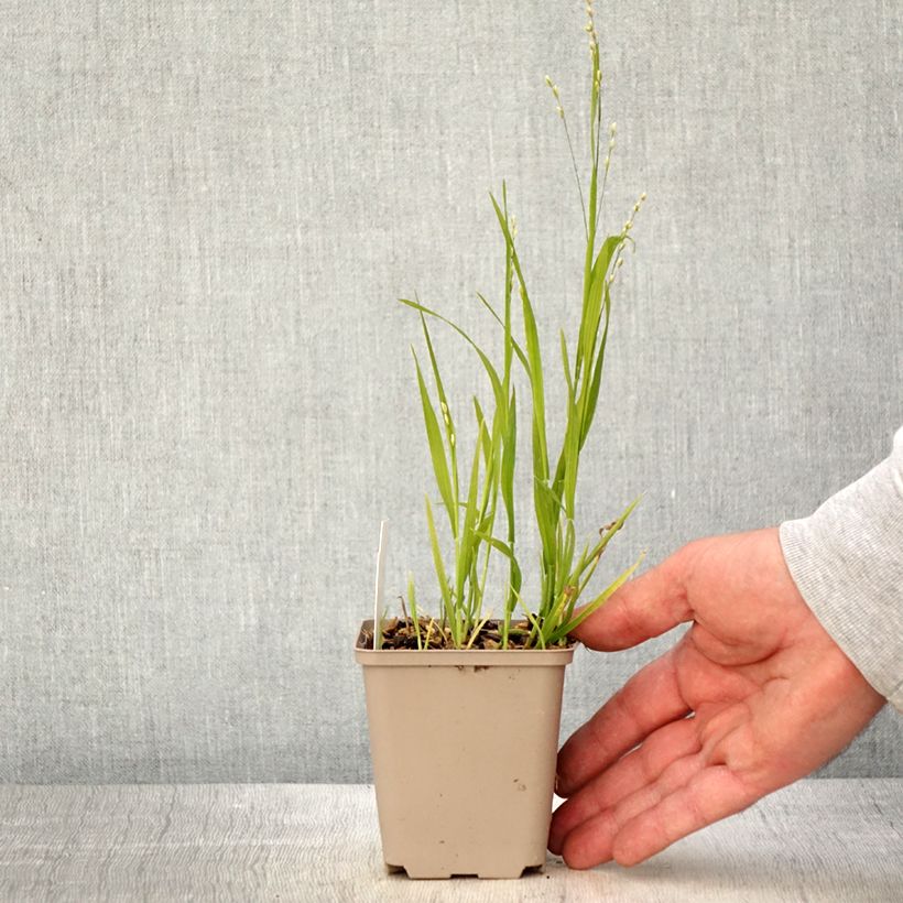 Melica uniflora var. albida - Melica comune Vasetto da 8/9 cm esemplare consegnato in primavera