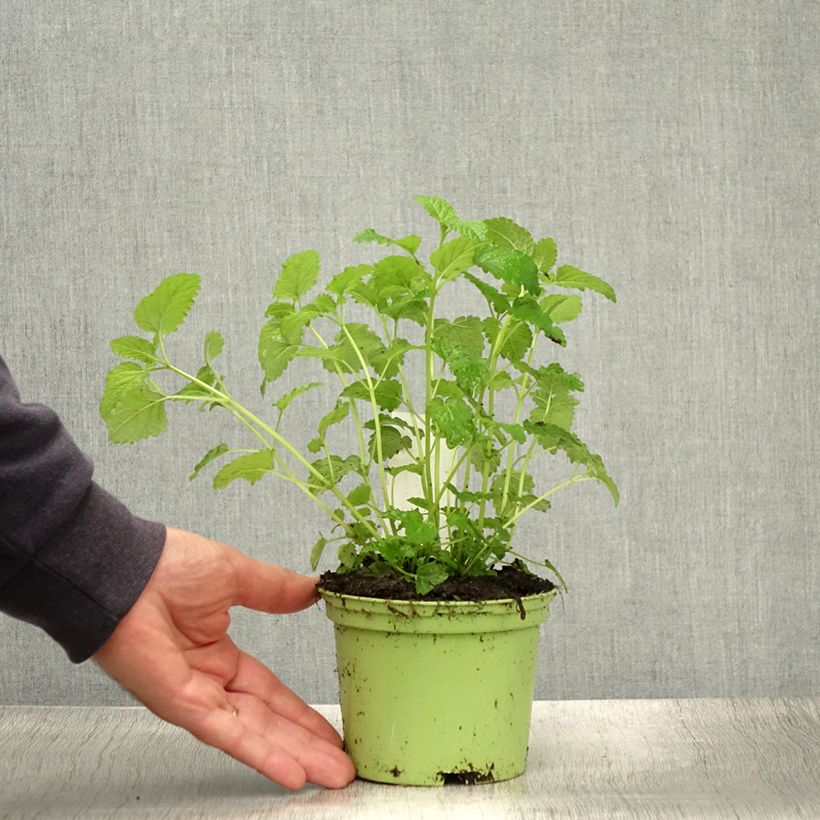 Esemplare di Melissa officinalis Bio - Melissa vera Vaso da 1,5L/2L consegnato in estate